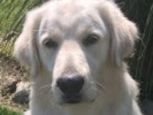 Photo of Annabella XII Golden Retriever