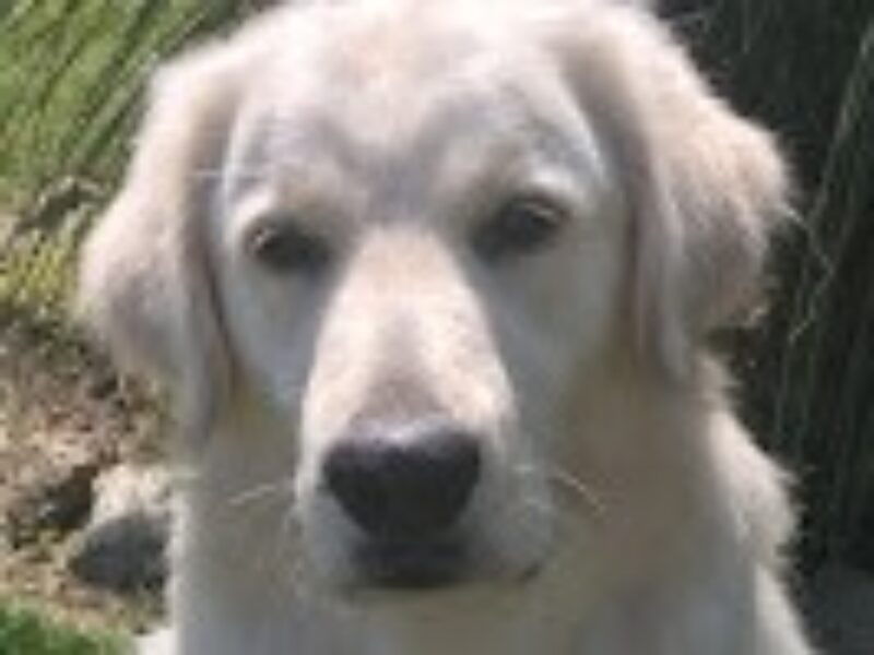 Annabella XII Golden Retriever image