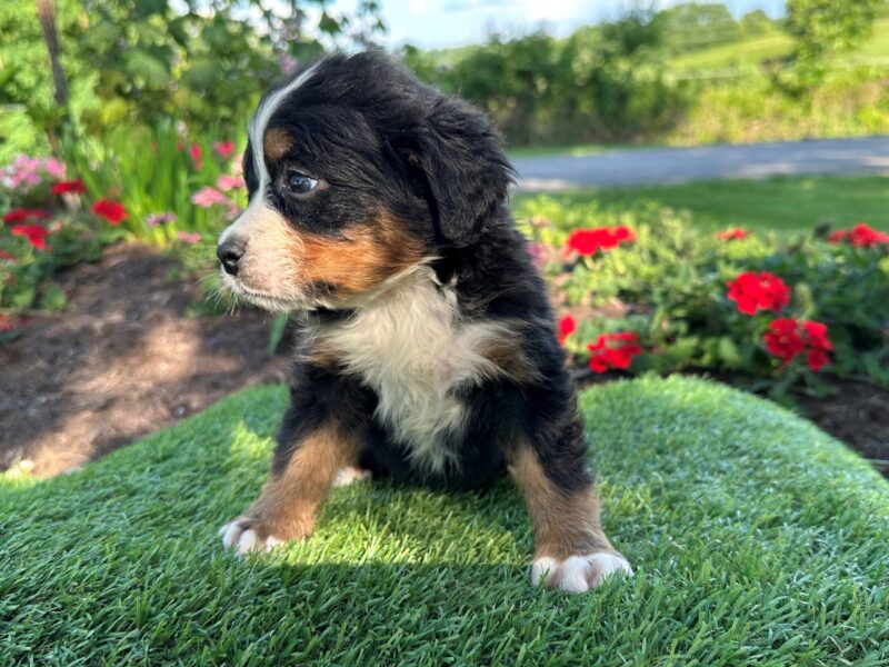 0224-Rubberlee-Brooke Bernese Mountain Dog image