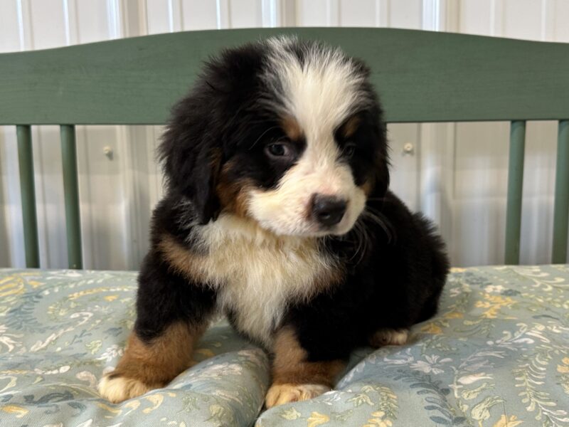 0424-Rubberlee-Britney Bernese Mountain Dog image